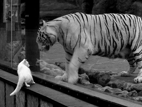 “德甲争冠势头强劲,领头羊全力以赴”,德甲争四