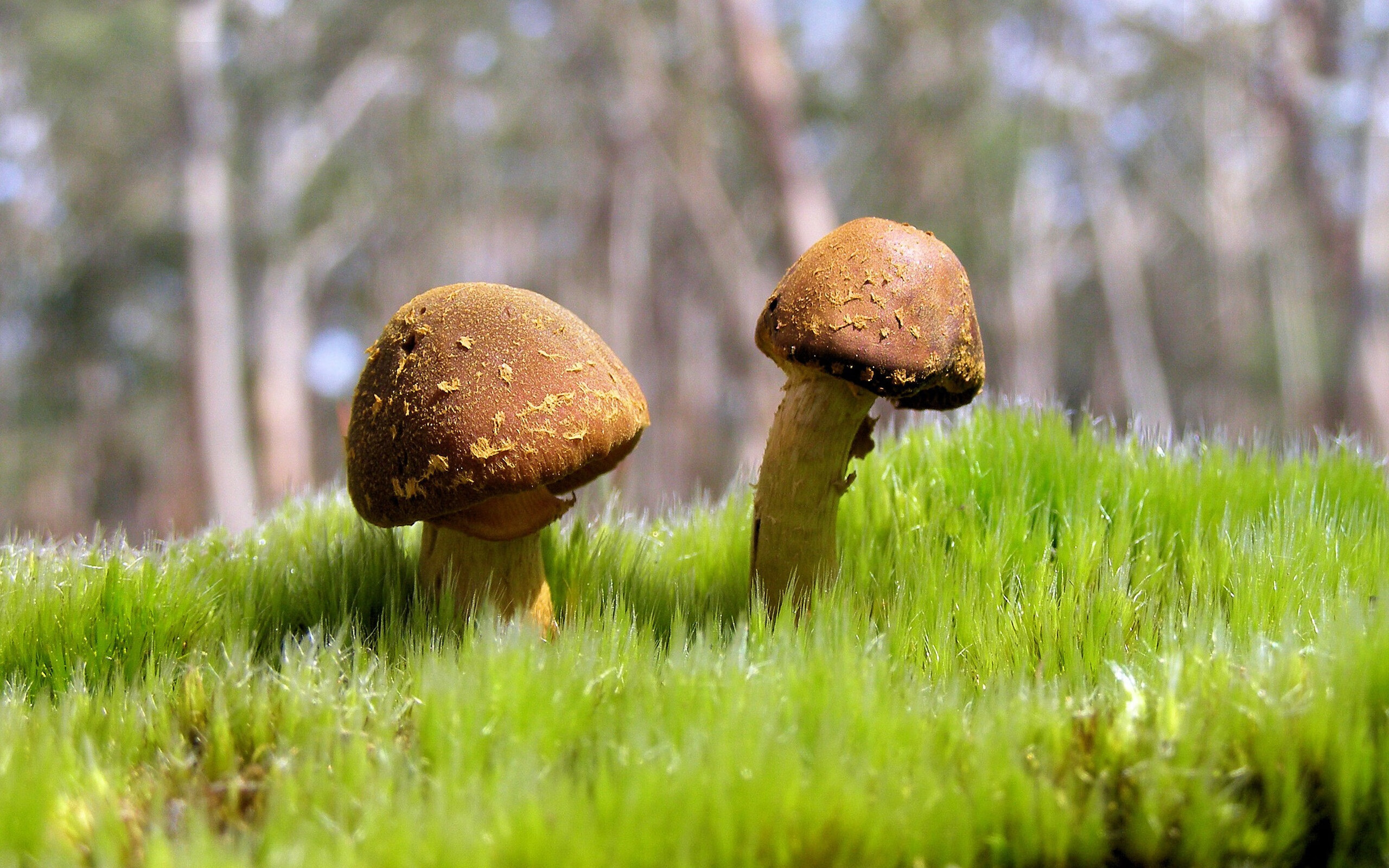 库里:从无名到超巨,他如何改变了联盟的打法?,库里lol