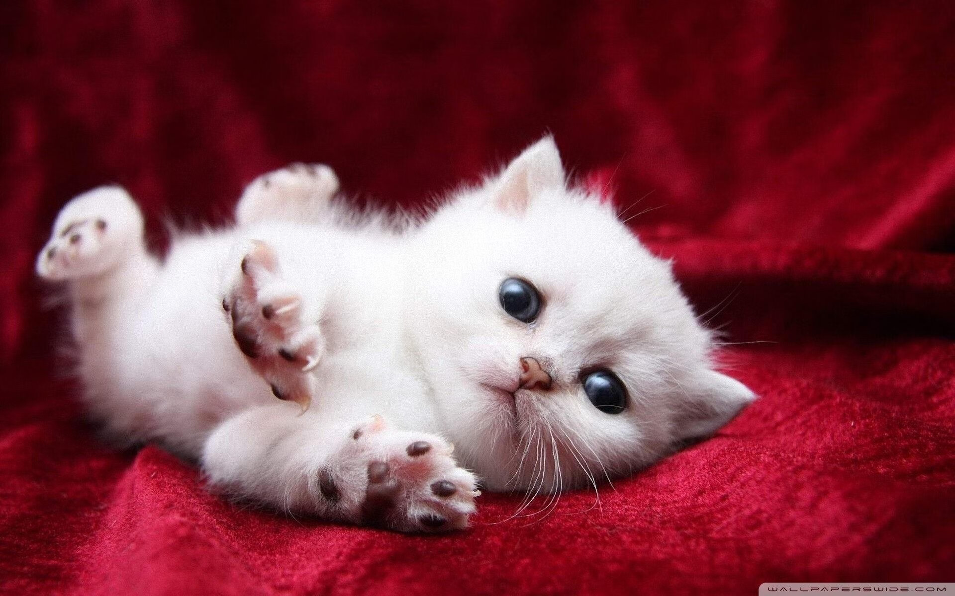 Kaiyun官方登录入口-球迷“自制视频”火遍全网，那些精彩片段不能错过！，怎么制作球星视频