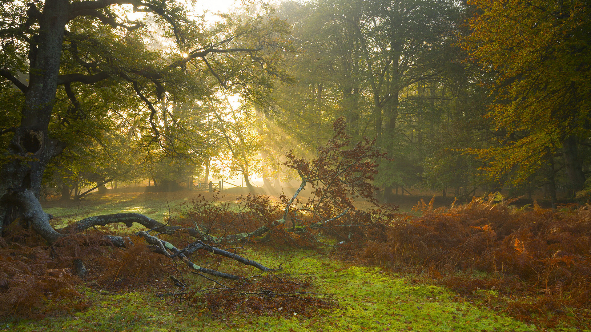 kaiyun.com-球迷故事：最疯狂的支持和应援瞬间，球迷分享