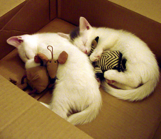 开云kaiyun-篮球青训营发展模式多样化探索，篮球 青训