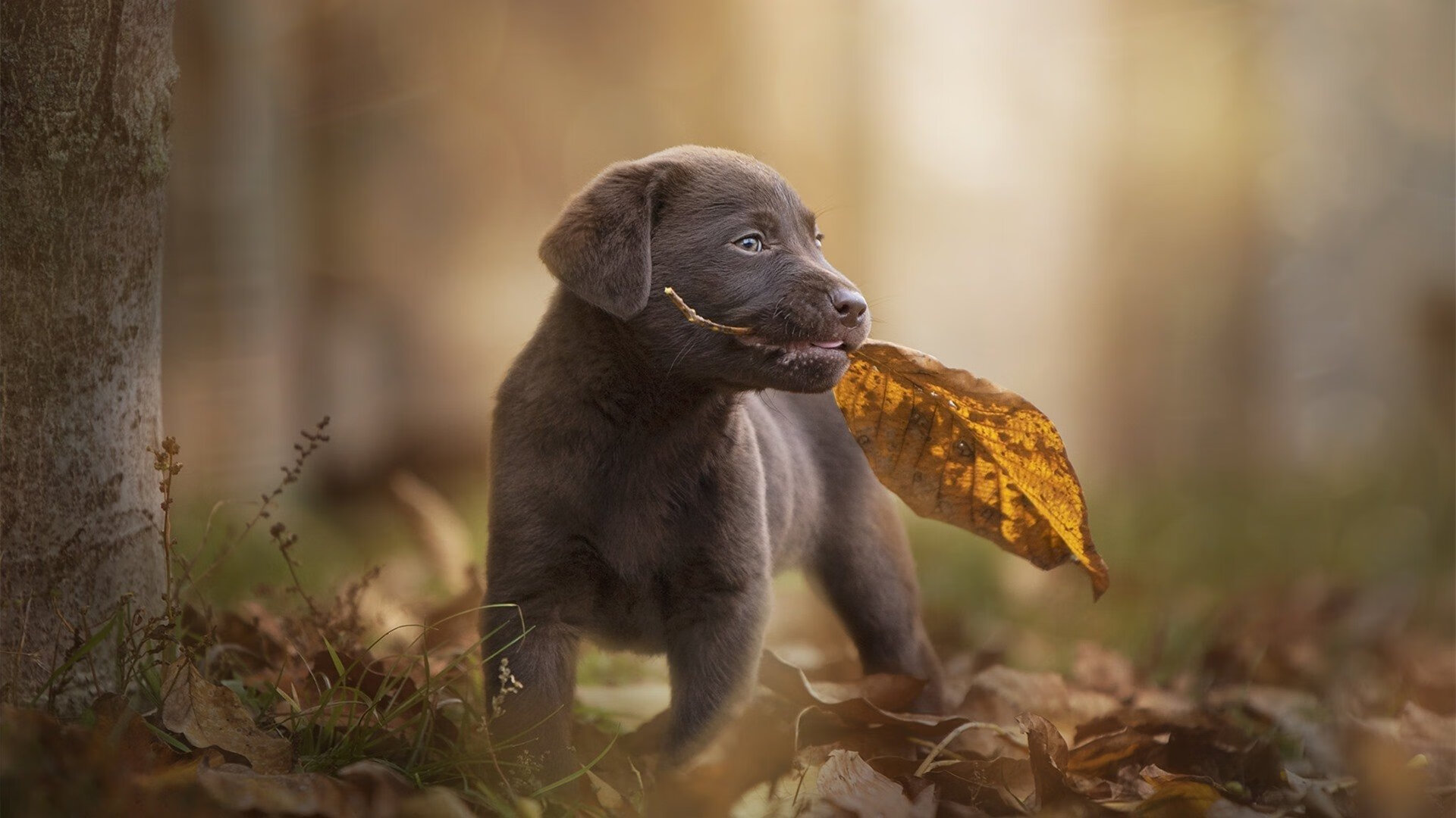 Kaiyun APP-联盟观察：哪些球队正在迎来新的崛起？，全新球队