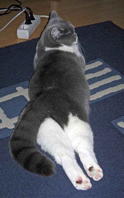 运动员平日训练技巧大公开,运动员训练时间表