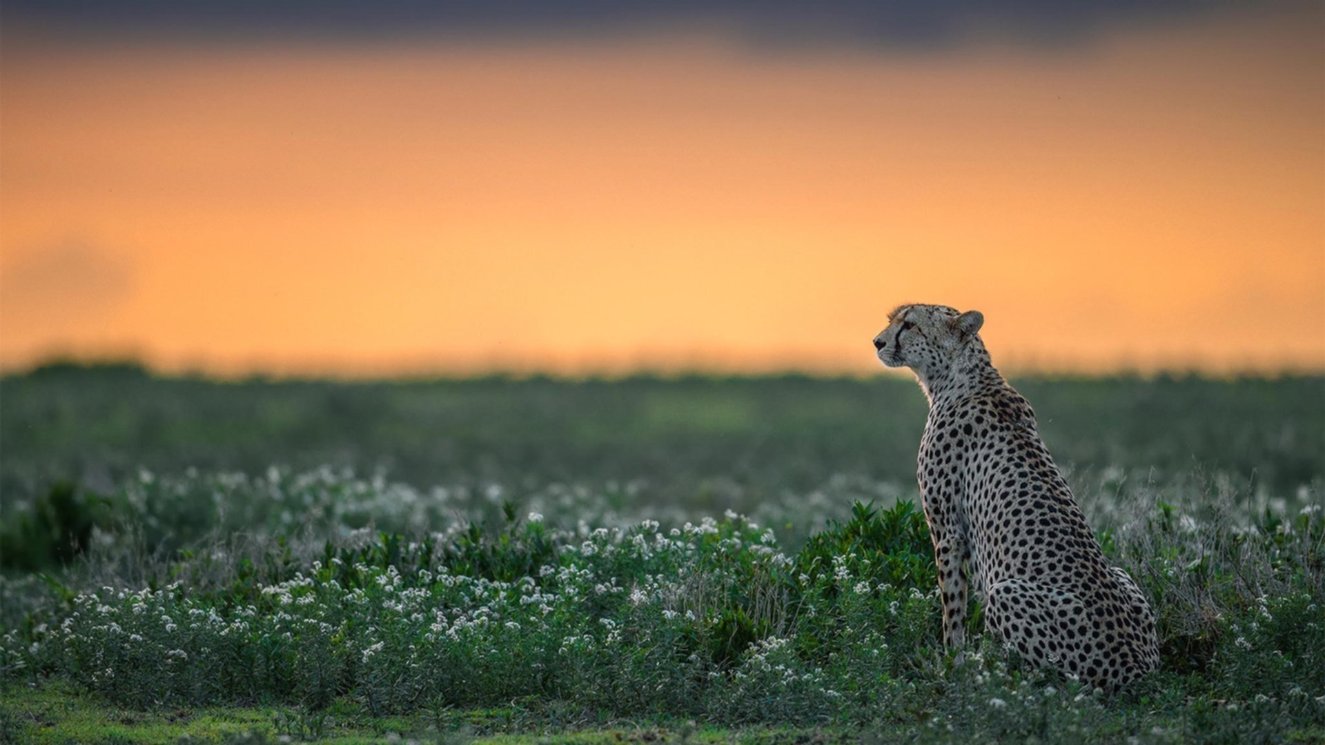 开云·Kaiyun网页版-那些年我们追的中场魔术师，中场大师都有谁