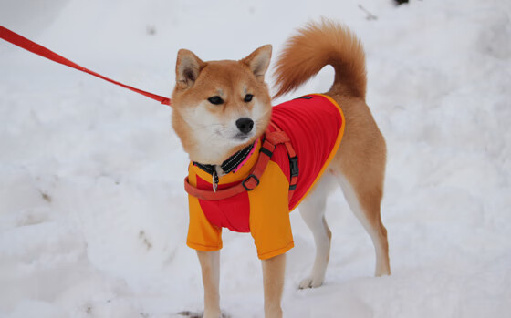 乌帕梅卡诺被评为法甲最佳后卫,乌帕梅卡诺技术特点