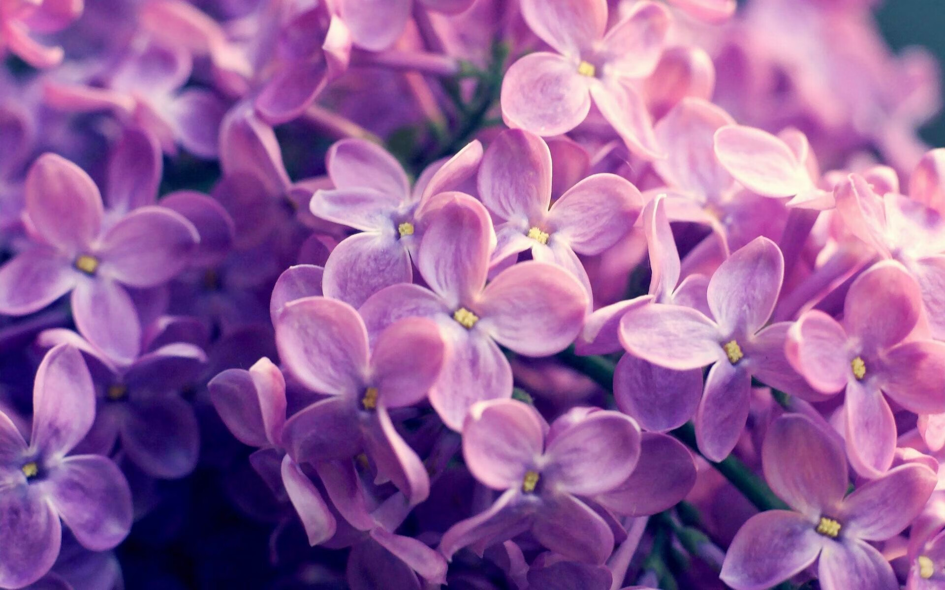 中超冠军出炉,山东泰山逆转锁定联赛头名,2021中超山东泰山比赛直播