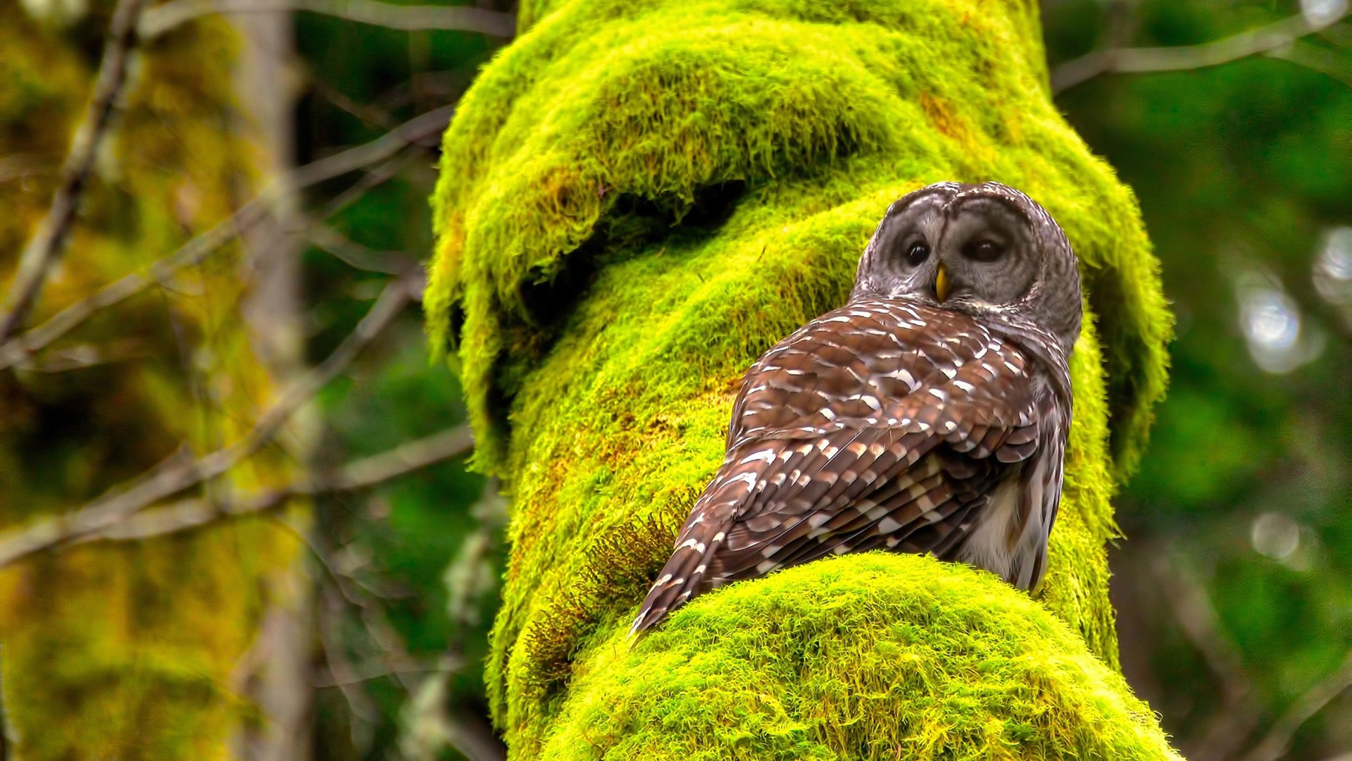 开云官网APP下载-克罗地亚战平北爱尔兰，小组出线悬念，克罗地亚输给英格兰