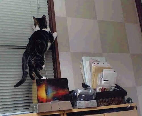 佛罗伦萨防守稳固零封对手,轻松赢得比赛,佛罗伦萨厉害吗