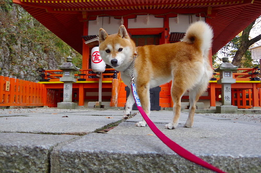 智能运动装备用户体验评估模型建立,智能化体育运动设备