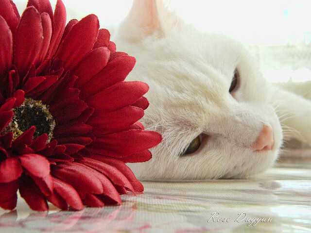 电子竞技:虚拟足球比赛的快速崛起,电子竞技的虚拟性