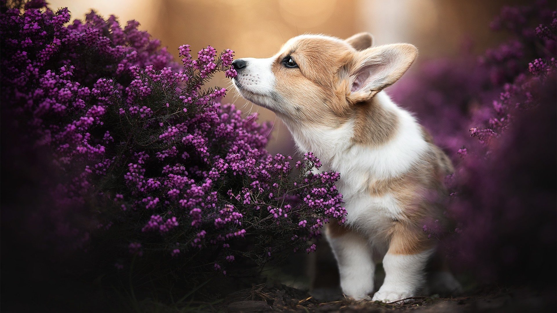 篮球运动员技术动作的动作学分析,篮球运动员基本技术