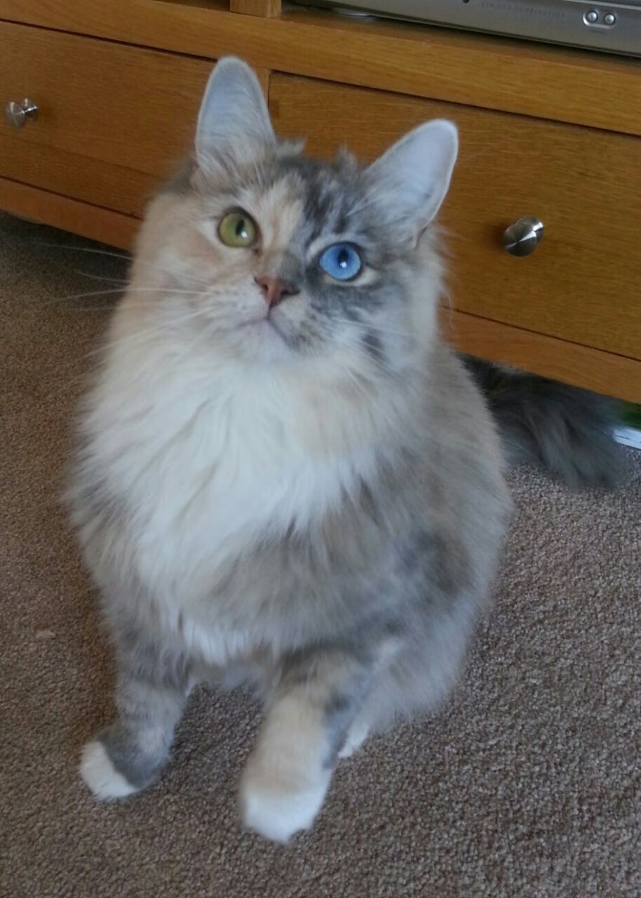 篮球运动员心理健康维护体系建设及干预措施,篮球心理素质