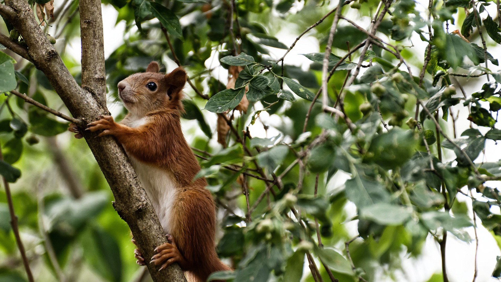 2024混合团体世界杯:赛制变动及参赛规则,2034世界杯