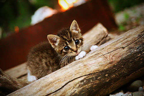 kaiyun官方入口登录-2024年乒乓球混合团体世界杯赛制改动介绍，2024乒乓球混双决赛