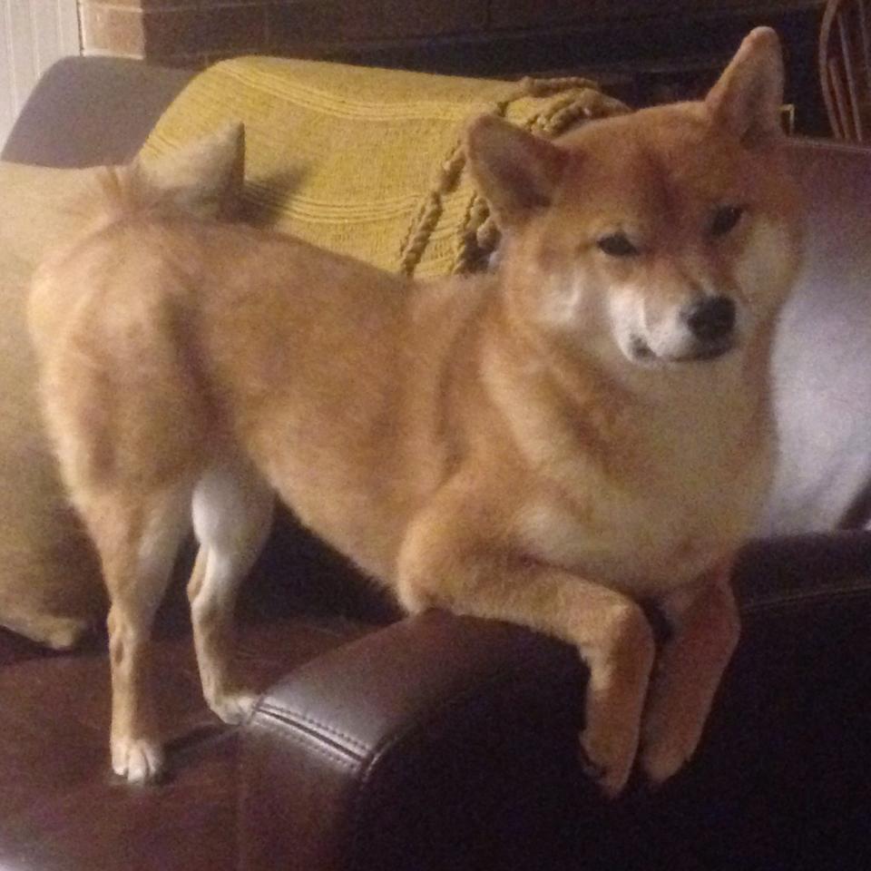 开云官网APP下载-“六人制袋棍球：东部新区赛场成为新兴运动的舞台”