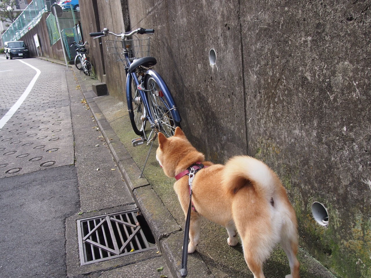 开云官方网站-湖滨赛道再升级，轻艇马拉松看点十足