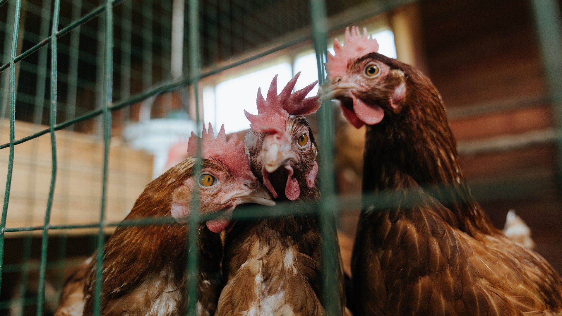 kaiyun开云·官方网站-哈斯克技术动作精准流畅，哈斯克人