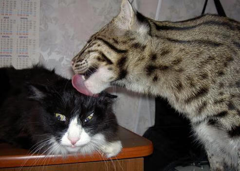 kaiyun体育app-快船战术升级球队协作明显提升，快船的战术